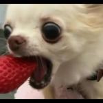 dog eats strawberry