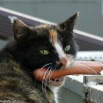 Hot Dog Cat