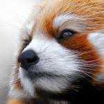 Serious red panda