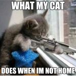 Hitman lolcat | WHAT MY CAT; DOES WHEN IM NOT HOME | image tagged in hitman lolcat | made w/ Imgflip meme maker