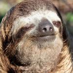 Sloth wink