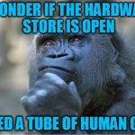 A TammyFaye dad joke - whenever he sees a GorillaGlue commercial | I WONDER IF THE HARDWARE STORE IS OPEN; I NEED A TUBE OF HUMAN GLUE | image tagged in the thinking gorilla | made w/ Imgflip meme maker