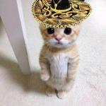 cute cat in hat meme