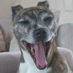 Yawning dog