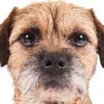 Border Terrier