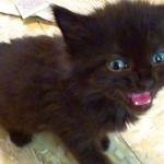 Tiny Black Kitten