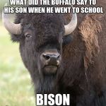 I just "herd" this today. | WHAT DID THE BUFFALO SAY TO HIS SON WHEN HE WENT TO SCHOOL; BISON | image tagged in bison | made w/ Imgflip meme maker