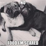 Scared pugs | NO; FOOD I'M SCARED | image tagged in scared pugs | made w/ Imgflip meme maker