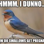 How do Swallows get pregnant? | HMMM, I DUNNO... ...HOW DO SWALLOWS GET PREGNANT? | image tagged in barn swallow,swallow,pregnant | made w/ Imgflip meme maker