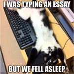 Cats be like | I WAS TYPING AN ESSAY; BUT WE FELL ASLEEP | image tagged in cats be like | made w/ Imgflip meme maker