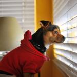 Dog waiting at window