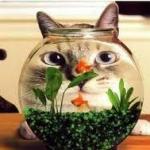 Cat fishbowl meme