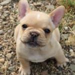 Frenchie