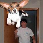 flying beagle