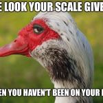 Judgmental Bird | THE LOOK YOUR SCALE GIVES... WHEN YOU HAVEN'T BEEN ON YOUR DIET | image tagged in judgemental bird,diet,scale,weight,weight loss,healthy | made w/ Imgflip meme maker