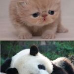 Cute animals | WHEN YOU SEE YOUR CRUSH; TALKING TO ANOTHER GIRL | image tagged in cute animals | made w/ Imgflip meme maker