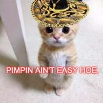 Sir Kit Pimp-alot | PIMPIN AIN'T EASY HOE. | image tagged in cute cat in hat,cute cat,kittens,pimpin | made w/ Imgflip meme maker
