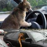 Driving animal altercation