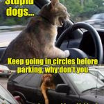 Animal Road Rage | Stupid dogs... Keep going in circles before parking, why don't you; You wanna make something of it kitty? | image tagged in driving animal altercation | made w/ Imgflip meme maker