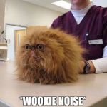 Chewbacca The Cat | *WOOKIE NOISE* | image tagged in chewbacca cat,starwars,chewbacca,chewie,cats,cat | made w/ Imgflip meme maker