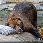 Narcoleptic Sleeping Bear Meme