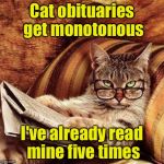 When you have nine lives | Cat obituaries get monotonous; I've already read mine five times | image tagged in reading cat with glasses | made w/ Imgflip meme maker