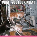 Kittens fixing a computer | WHAT YOU LOOKING AT | image tagged in kittens fixing a computer | made w/ Imgflip meme maker
