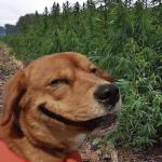 Weed doggo meme