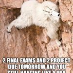 mountain goat | 2 FINAL EXAMS AND 2 PROJECT DUE TOMORROW AND YOU STILL HANGING LIKE A PRO. | image tagged in mountain goat | made w/ Imgflip meme maker