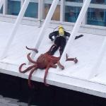 Octopus grabs diver