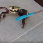 Knife crab