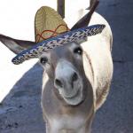 Donkey wearing sombrero
