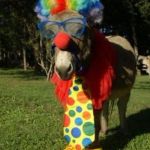 DNC lawyers say they have the right to pick candidates, not the voters. | DNC LAWYERS SAYS THE ORGANIZATION HAS THE RIGHT TO CHOSE DEMOCRATIC CANDIDATES REGARDLESS OF PRIMARY RESULTS; DONKEY IS SYMBOL OF DNC BECAUSE THEY ARE ASS CLOWNS | image tagged in ass clown,dnc 2016,debbie wasserman shultz,election 2016 | made w/ Imgflip meme maker