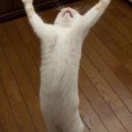 praising cat | I AM RANDY ORTON; LOOK AT MY POSE | image tagged in praising cat | made w/ Imgflip meme maker