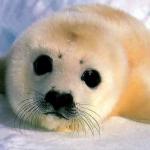 BABY SEAL!!!!!