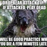 Dropbear Attack Tip | DROPBEAR ATTACK TIP: 
IF ATTACKED, PLAY DEAD; IT WILL BE GOOD PRACTICE WHEN YOU DIE A FEW MINUTES LATER | image tagged in angry koala,dropbear,attacked,dead | made w/ Imgflip meme maker