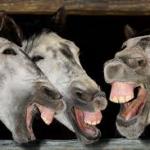 Laughing donkeys