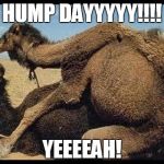 camels | HUMP DAYYYYY!!!! YEEEEAH! | image tagged in camels | made w/ Imgflip meme maker