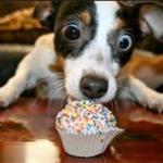 Puppy Cupcake