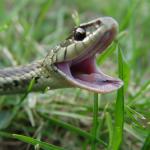 Baby Snake (Snek)