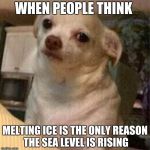 Chihuahua dog | WHEN PEOPLE THINK; MELTING ICE IS THE ONLY REASON THE SEA LEVEL IS RISING | image tagged in chihuahua dog | made w/ Imgflip meme maker