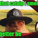avo2484catsheriff | Is that catnip I smell ? It better be | image tagged in avo2484catsheriff | made w/ Imgflip meme maker