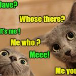 Good catnip | Dave? Whose there? It's me ! Me you; Me who ? Meee! | image tagged in startled cats | made w/ Imgflip meme maker
