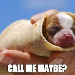 puppy burrito | CALL ME MAYBE? | image tagged in puppy burrito | made w/ Imgflip meme maker