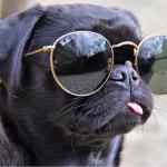 Pug in glasses