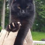 black cat claws pissed