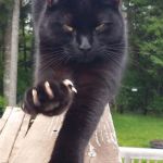 black cat claws pissed | I WARNED YA; BUT YOU DIDN'T LISTEN | image tagged in black cat claws pissed | made w/ Imgflip meme maker