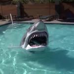 Shark Pool