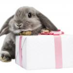 Bunny with present