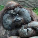 Fuck u ape